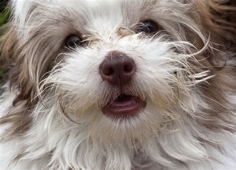 Schnoodle Temperament, Price, Puppies & Breeder Tips