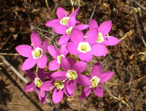 actinomorphic flowers | Common names are Charming Centaury a… | Flickr