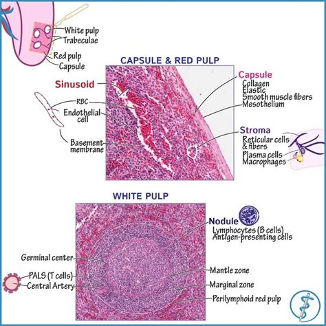 Anatomy & Histology of the Spleen Use the search function on our site ...