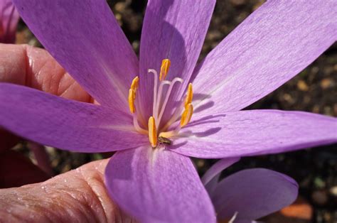 Colchicum Family - Colchicum Family