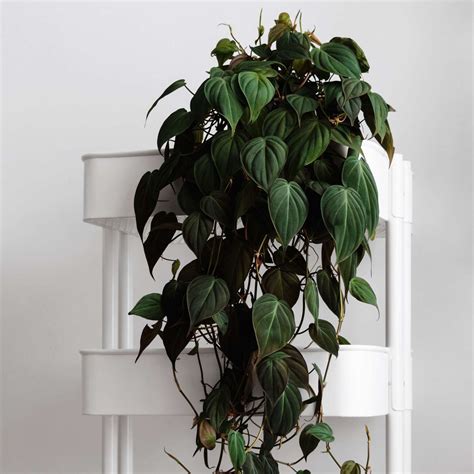 10 Best Indoor Hanging Plants That Thrive in Apartments