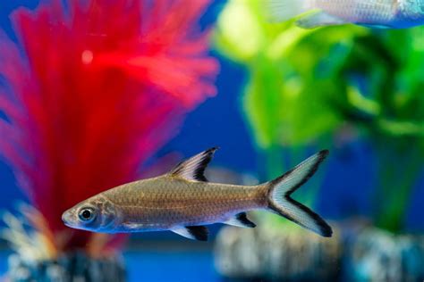 Ever Want to Own a Shark? 4 Best Sharks for a Home Aquarium