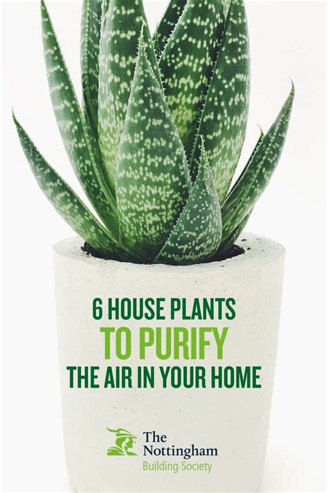 a potted plant with the words 6 house plants to purify the air in your home