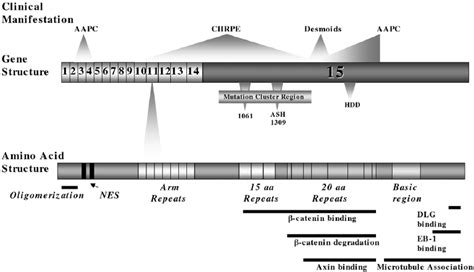 The APC gene structure, amino acid structure, and disease profile ...