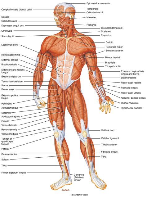 name of all human body parts - Clip Art Library