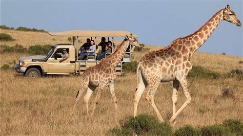 3-Day Garden Route Tour and Safari from Cape Town, South Africa - YouTube