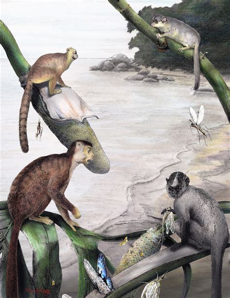 Monkey Fossils Suggest Primates Came Out of Asia, Not Africa | WIRED