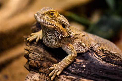 Best Lizards For Pets [4 Great for Beginners] - PetShoper