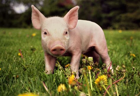 Piglet Animal