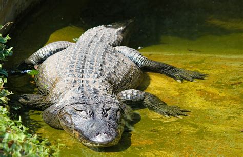 Everglade Alligators & Crocodiles | Airboat Rides Fort Lauderdale