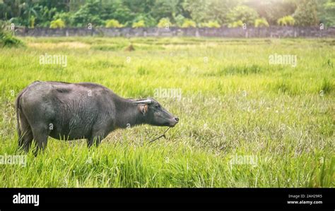 Carabao buffalo hi-res stock photography and images - Alamy