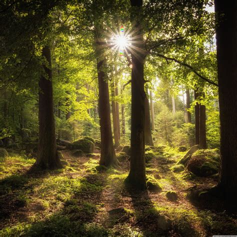 Sun Rays Through Forest Trees Wallpapers - Wallpaper Cave