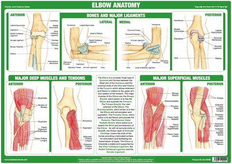 Elbow Joint Anatomy Poster