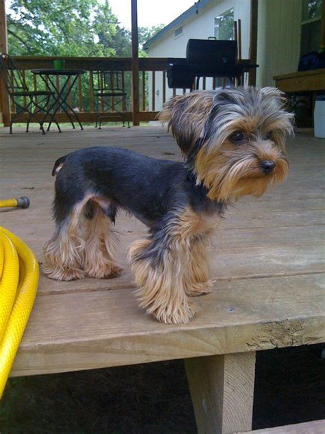 Male Yorkie Poo Haircuts Styles Pictures - Pets Lovers