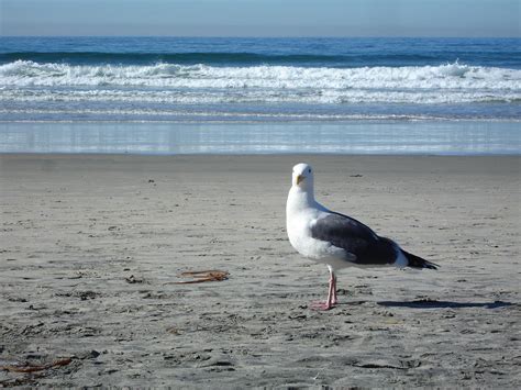 Seagull Beach Pose Photograph by Laura Coleman-Lienhart