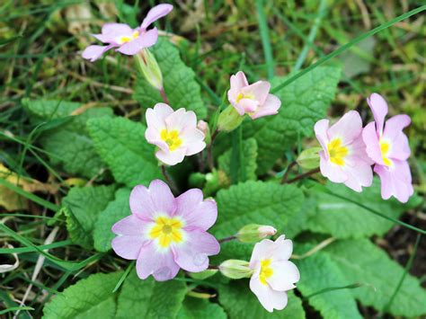 Photographs of Longtown Castle, Herefordshire, England: Pink primrose