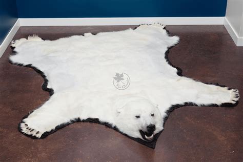 Polar Bear Skin Rugs – FurCanada