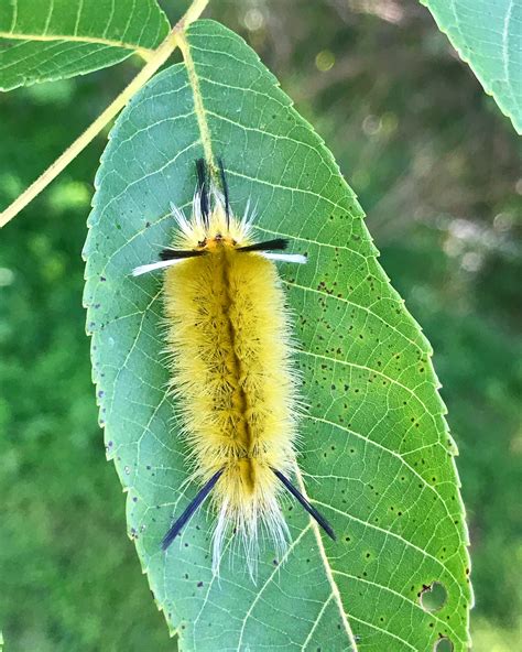 American Dagger Moth Caterpillar / Acronicta Americana is a common ...