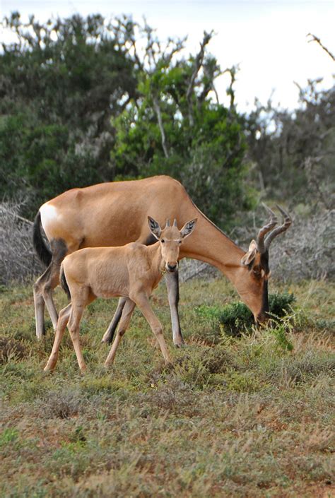 Addo Elephant National Park | Necessary Indulgences