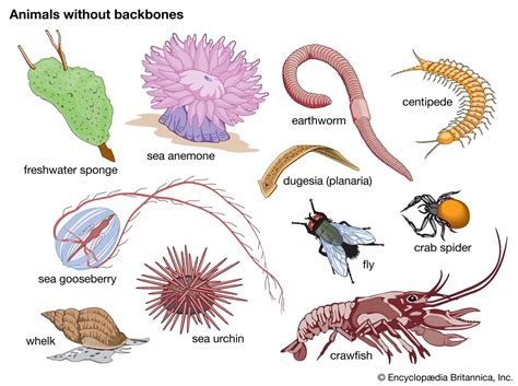 Invertebrate | Definition, Characteristics, Examples, Groups, & Facts ...