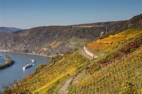 Vineyard Over the Rhine Valley Stock Photo - Image of lookout, rhine ...