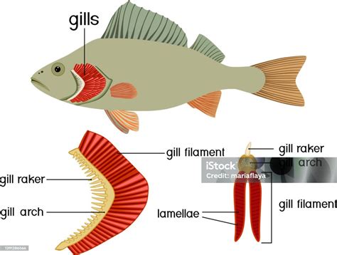 Structure Of Fish Gills Isolated On White Educational Material With For ...