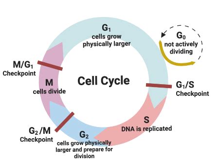 Analyzing the Role of the G0 Phase in the Cell Cycle Practice | Biology ...