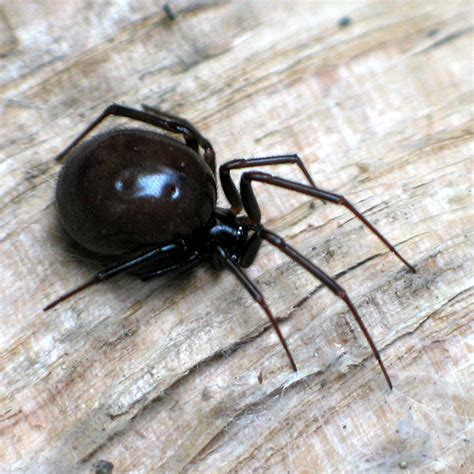 False Black Widow - Steatoda grossa - BugGuide.Net