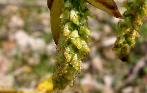 Populus nigra (black poplar): Go Botany