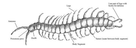 All There Is to Know About the Different Types of Centipedes