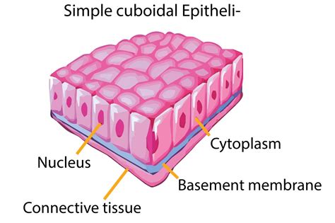 Epithelial Tissue Diagram Labeled