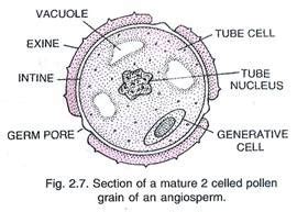 Briefly explain the structure of pollen grains.