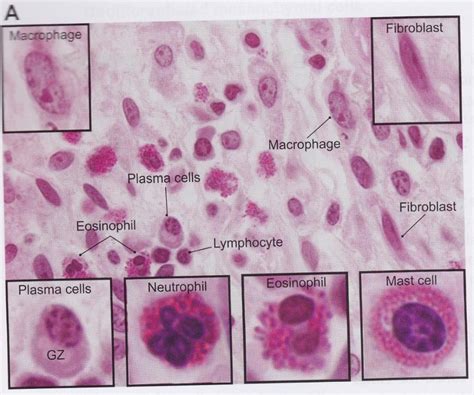 Histology Cells