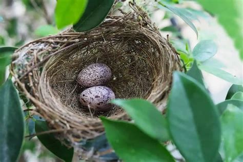 20 Birds With Speckled Eggs - Bird Feeder Hub