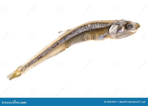 Dried Anchovy Stock Image - Image: 5937691