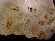 Paleocene Fossil Pelecypods and Gastropods