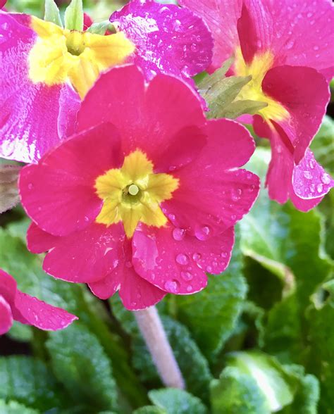 Bright Pink Primrose — Flower of the Day Jan 13 – Photos by Jez