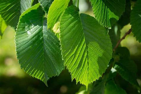 17 Elm Trees: Leaves, Bark, Seeds - Identification Guide (Pictures)