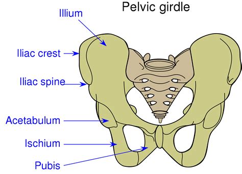 Iliac crest serta punca dan rawatan kesakitan ⋆ Info Kesihatan