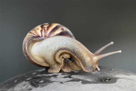 "Malaysian Trumpet Snails: Tank Cleaners Extraordinaire!"