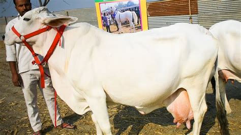 Indian Tharparkar cow at National Livestock Competition - YouTube