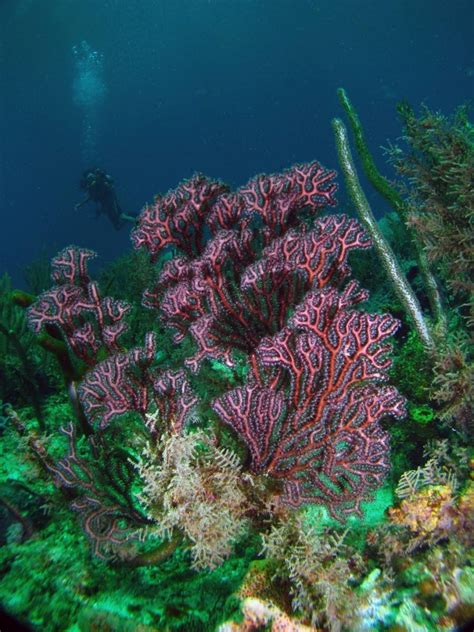 Blessing in disguise for Buccoo Reef Marine Park - Trinidad and Tobago ...