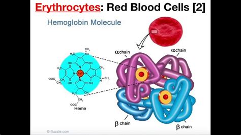 Describe the Structure of Red Blood Cells - Dallas-has-Golden