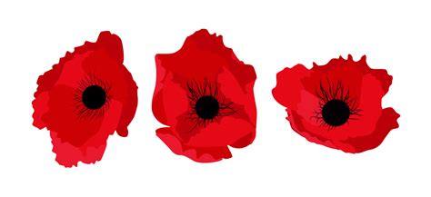 Poppy Flower Vector Art, Icons, and Graphics for Free Download