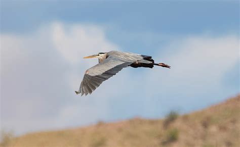 Blue Heron in Flight Photograph by Loree Johnson - Fine Art America