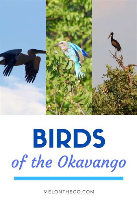 Birds of the Okavango Delta - Mel On The Go