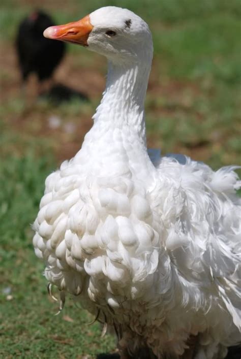 Sebastopol Geese has frizzled or spiraled white feathers — long curly ...