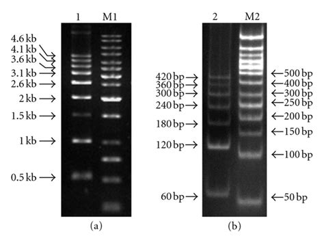 (a) 500 bp DNA ladder on 1% agarose gel (lane 1) and (b) 60 bp DNA ...