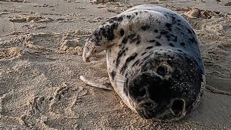 Seals stoned and chased in spate of attacks over Easter - BBC News