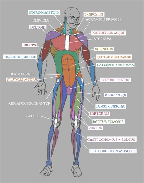 Human Anatomy: Muscles with Labels! by Pseudolonewolf on DeviantArt